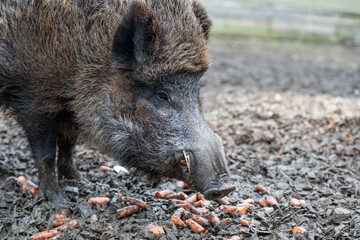 a wild boar eating some carrots