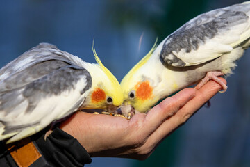 two budgerigars eating some seeds out of a hand