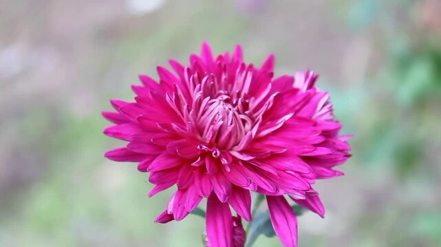 Chrysanthemum, Spoon Mums or chrysanths video footage 