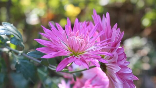 Chrysanthemum, Spoon Mums or chrysanths video footage 