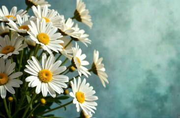 A lush bouquet of white daisies with a yellow center lies on a delicate white and blue background on the left with space for text. The concept of a holiday, gift, congratulations