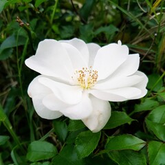 White rose in the garden, close-up. Nature background.