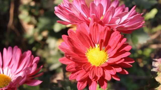 Chrysanthemum, Spoon Mums or chrysanths video footage 