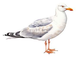 PNG Beach seagull animal white.