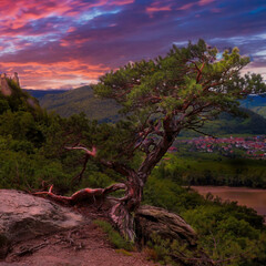 Baum in dunkler Abendstimmung