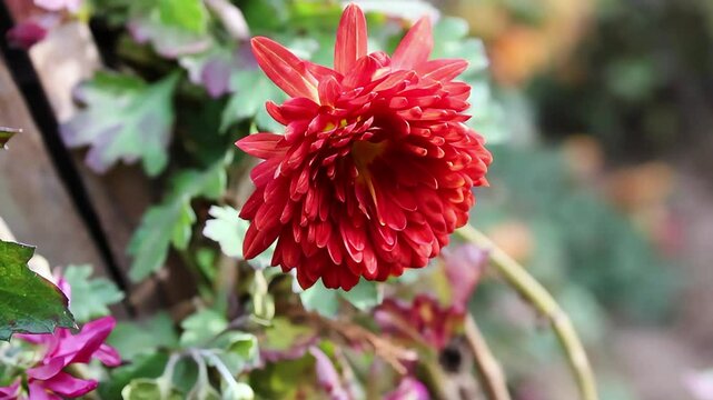 Chrysanthemum, Spoon Mums or chrysanths video footage 