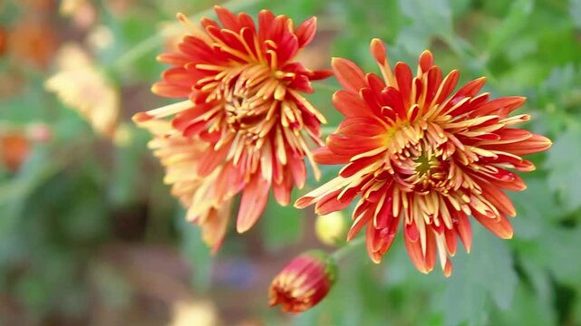 Chrysanthemum, Spoon Mums or chrysanths video footage 