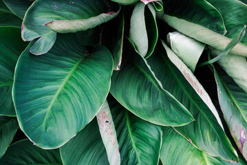 Obraz premium Bright green tropical plant with detailed leaves close up