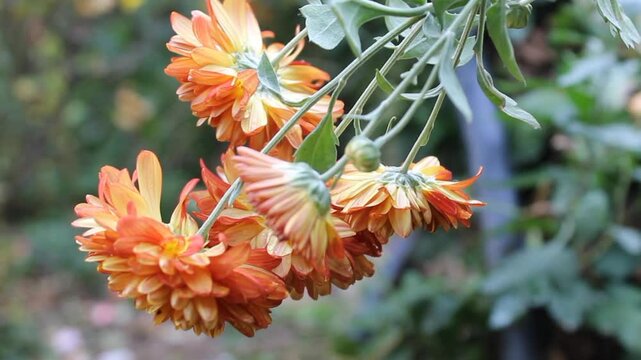 Chrysanthemum, Spoon Mums or chrysanths video footage 