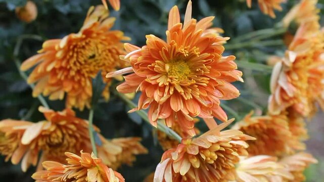 Chrysanthemum, Spoon Mums or chrysanths video footage 