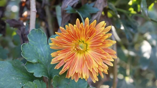 Chrysanthemum, Spoon Mums or chrysanths video footage 