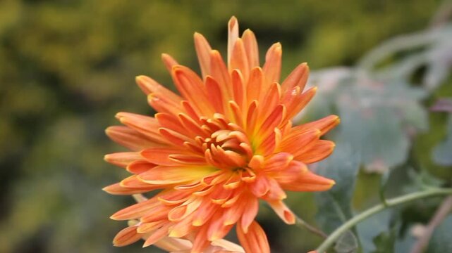 Chrysanthemum, Spoon Mums or chrysanths video footage 