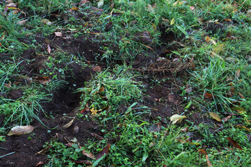 Many holes in the meadow caused by roes in the italian countryside, Wildlfife damage in nature