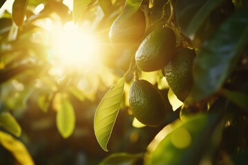 Lush Avocado Tree Branch with Sunlight Glimmering Through Leaves Highlighting Fresh Avocados Ready for Harvest in a Vibrant Orchard Setting
