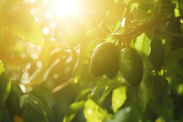 Sunlit Avocado Tree with Ripening Fruits Surrounded by Lush Green Leaves in a Warm Natural Environment