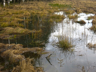 Obraz premium spring flood, a large swamp in the forest