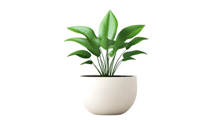 Fototapeta premium Vibrant green indoor plant in a white ceramic pot with a sleek minimalist design, ideal for modern interior decor. Isolated on transparent background