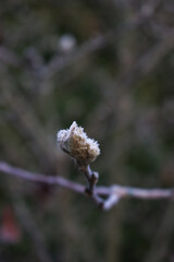 Close-up of Starry Magnolia blossoms on branch covered by frost on winter season. Magnolia stellata