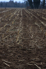 Organic fertilizer. Cow manure for agriculture in the corn field before plowing on winter season