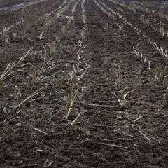Organic fertilizer. Cow manure for agriculture in the corn field before plowing on winter season