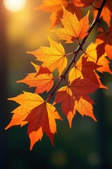 Fototapeta premium A branch with multiple layers of autumn leaves in warm golden hues, leaves, branch