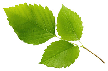 PNG Hazel leaf herbal plant herbs.