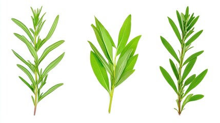Fototapeta premium Fresh rosemary, sage, and tarragon sprigs isolated on white.