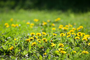 yellow dandelions growing on a lawn illuminated by the sunlight, springtime wild flowering plant with green leaves on stem. macro nature, natural background, close-up. spring wildflowers