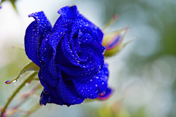 delicate blue rose on a flower bed, after the rain. beautiful flowers of garden roses, dew drops. Bushes of roses are blooming in the garden. Plant care, holiday gift for a girl. rare, unusual color