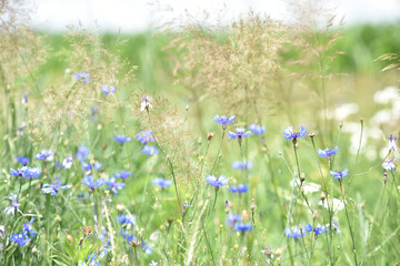 Cornflower, Centaurea cyanus Rare flower of Arable Fields. blue wildflowers, natural floral...