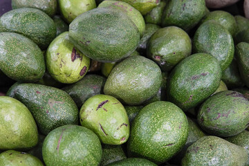 Close up of fresh, whole, ripe avocados arranged together as background.
