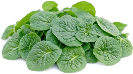 Fototapeta premium Fresh, vibrant pile of green spinach leaves isolated on white background.
