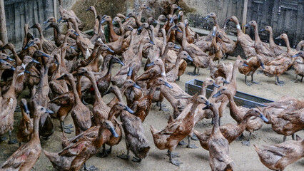 flock of ducks on a farm