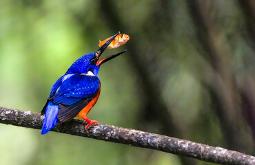 The blue-eared kingfisher (Alcedo meninting) is found in Asia