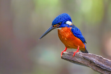 The blue-eared kingfisher (Alcedo meninting) is found in Asia