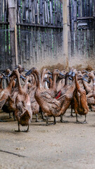 a flock of brown ducks on a farm in the village