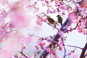 桜の木にとまった２羽のメジロ