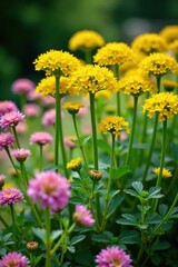 Fototapeta premium Arching stems of Achillea filipendulina Coronation Gold in a garden, flowering plant, greenery, ornamental shrub