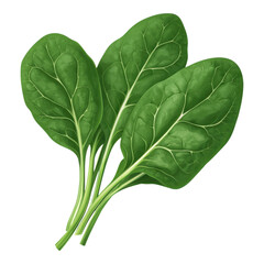 Fresh green spinach leaves with prominent veins, showcasing their vibrant color and smooth texture.