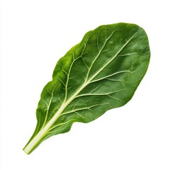 Fototapeta premium A vibrant, fresh green leaf showcasing prominent veins, commonly associated with healthy eating and nutritious diets.