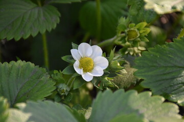 Strawberry Plant Blossoming in Spring
