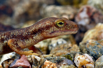 Korsischer Gebirgsmolch // Euprocte corse // Corsican brook salamander (Euproctus montanus) - Korsika, Frankreich