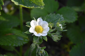 Strawberry Plant Blossoming in Spring
