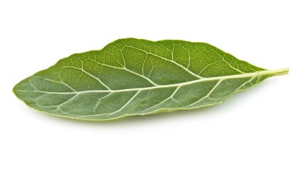 Obraz premium Green leaf with visible veins, isolated on white.