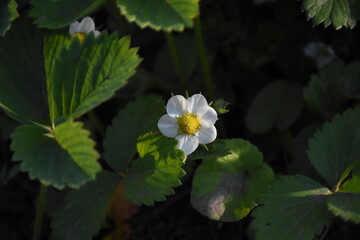 Strawberry Plant Blossoming in Spring