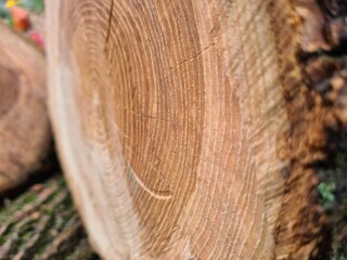 Freshly Sawn Wood Ready for Use