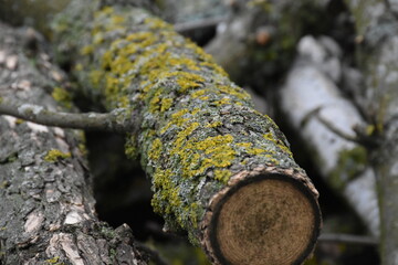 Freshly Sawn Wood Ready for Use