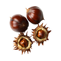 Roasted chestnut isolated on transparent background