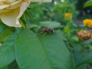 Wasp Resting Gracefully on Leaf