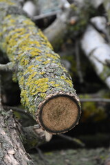 Freshly Sawn Wood Ready for Use